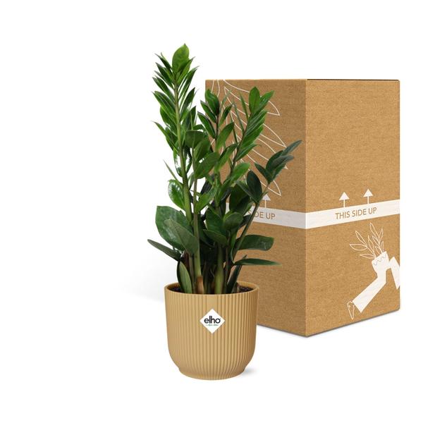 Zamioculcas – Hoogte 45-50 in ELHO Vibes Fold 14cm geel