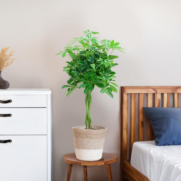 Schefflera Arab Nora met Mand Lissabon wit  - 80cm - Ø19