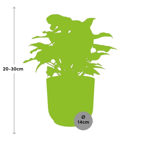 Syngonium Arrow in ELHO Vibes Fold 14cm geel