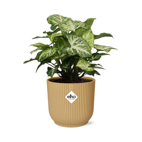 Syngonium Arrow in ELHO Vibes Fold 14cm geel