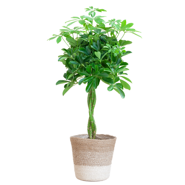 Schefflera Arab Nora met Mand Lissabon wit  - 80cm - Ø19