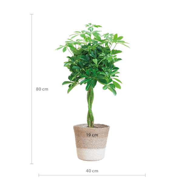 Schefflera Arab Nora met Mand Lissabon wit  - 80cm - Ø19