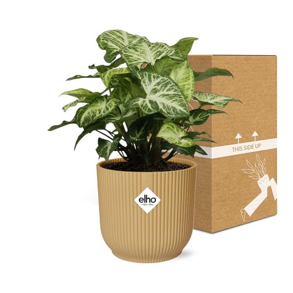 Syngonium Arrow in ELHO Vibes Fold 14cm geel