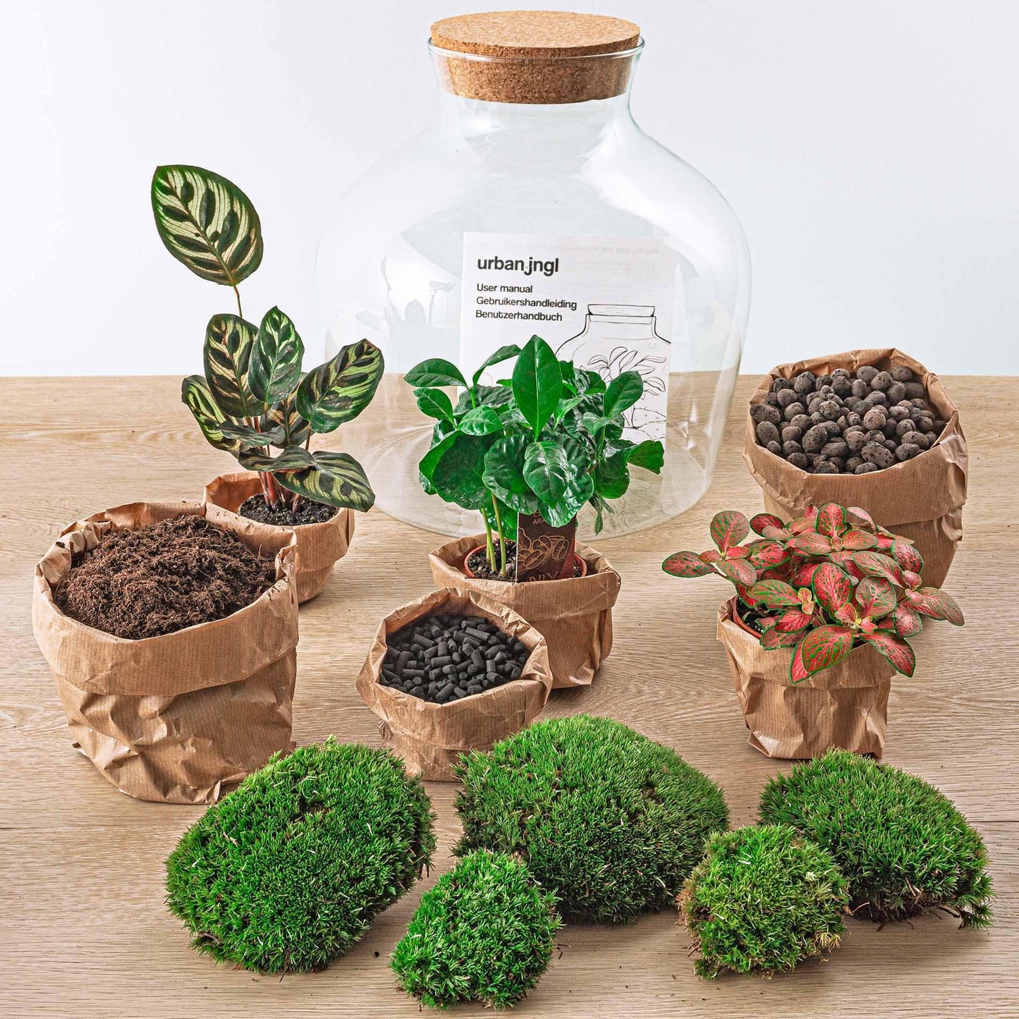 DIY-terrarium - Fat Joe Coffea - ↕ 30 cm - Normaal