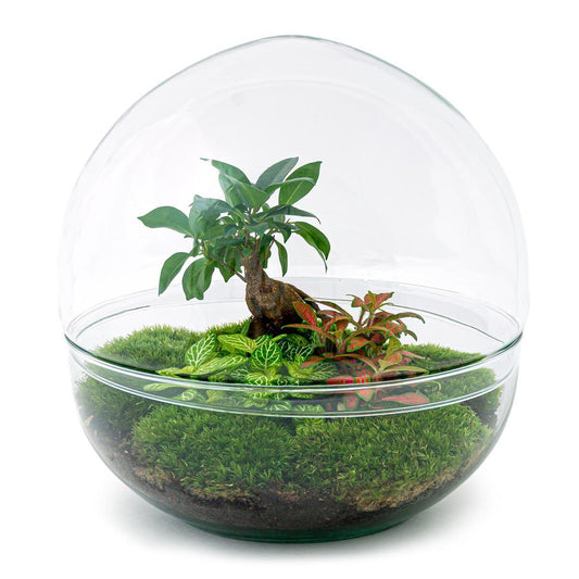 DIY-terrarium - Dome XL - Ficus Ginseng Bonsai - ↕ 30 cm - Normaal