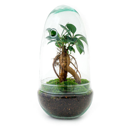 DIY-terrarium - Eierbonsai - ↕ 25 cm