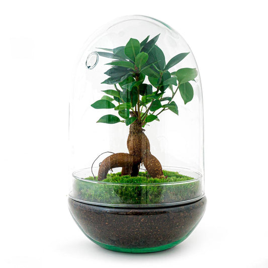 DIY-terrarium - Ei XL Bonsai - ↕ 30 cm