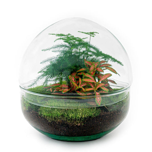 DIY-terrarium - Dome Rood - ↕ 20 cm - Normaal