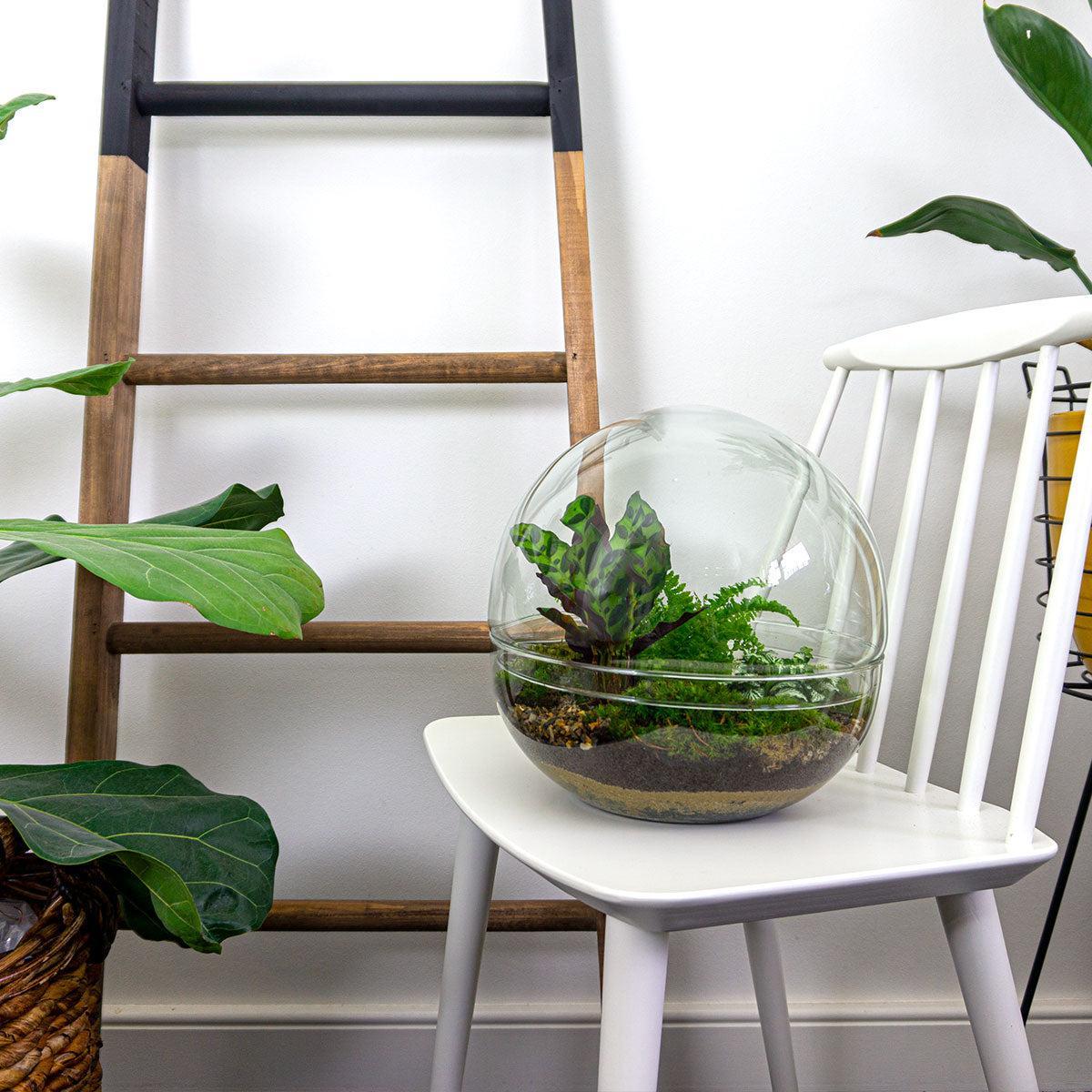 DIY-terrarium - Dome XL - ↕ 30 cm - Normaal
