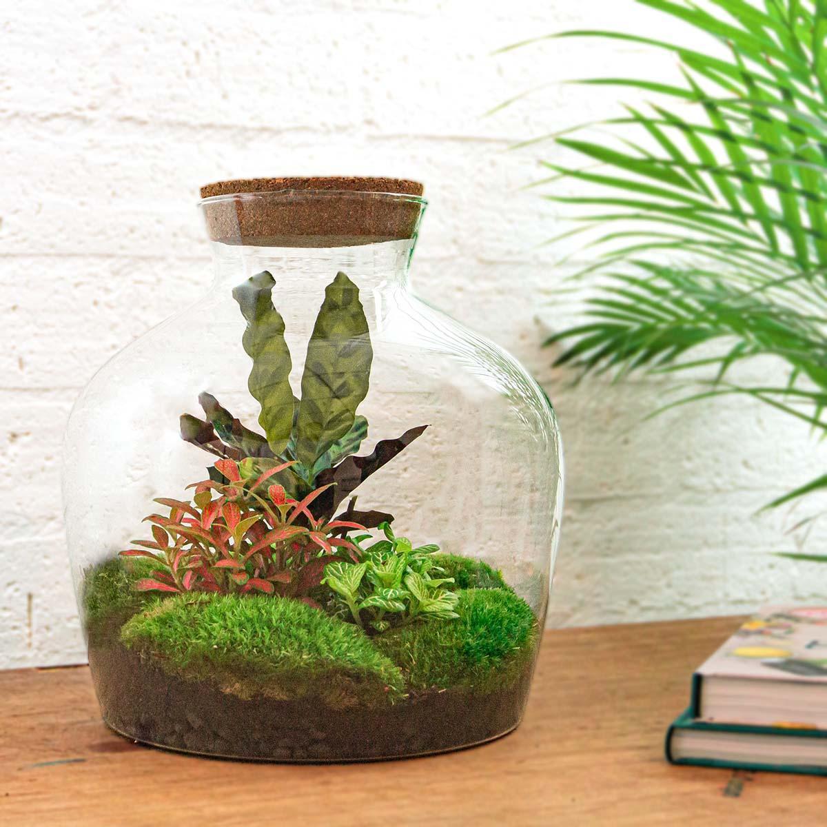 DIY-terrarium - Fat Joe Rood - ↕ 30 cm - Normaal