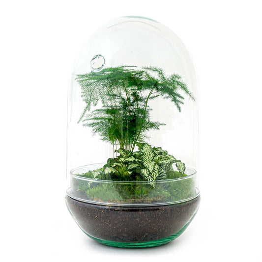 DIY-terrarium - Ei XL - ↕ 30 cm