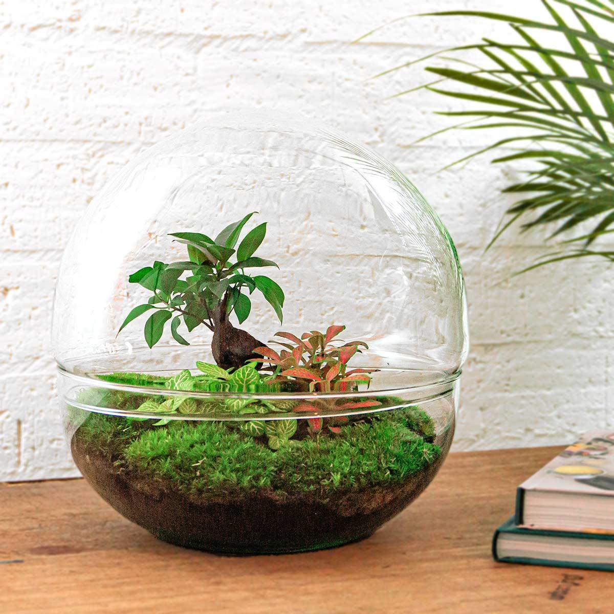 DIY-terrarium - Dome XL - Ficus Ginseng Bonsai - ↕ 30 cm - Normaal