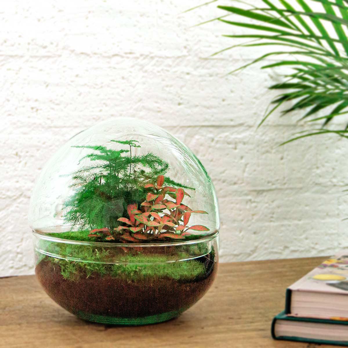 DIY-terrarium - Dome Rood - ↕ 20 cm - Normaal
