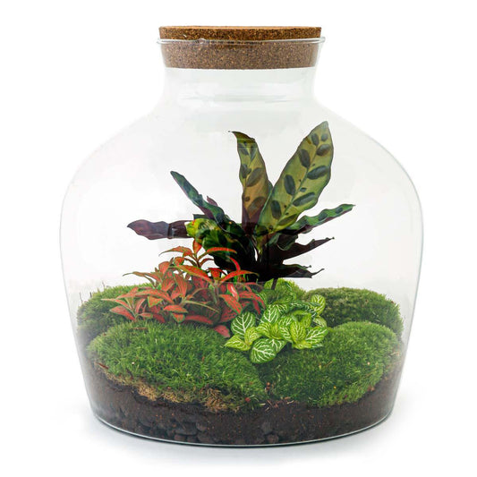 DIY-terrarium - Fat Joe Rood - ↕ 30 cm - Normaal