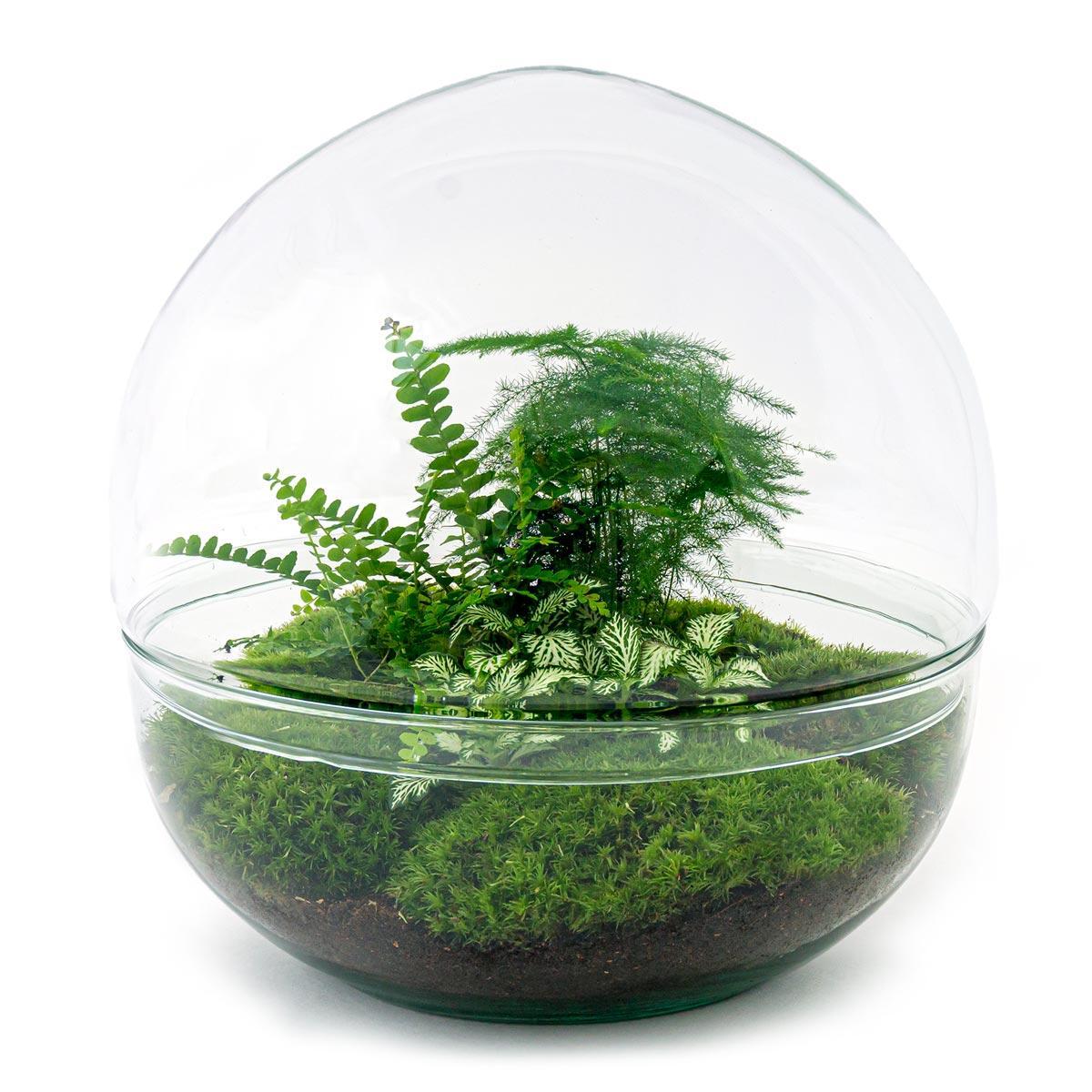 DIY-terrarium - Dome XL - ↕ 30 cm - Normaal