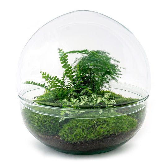 DIY-terrarium - Dome XL - ↕ 30 cm - Normaal
