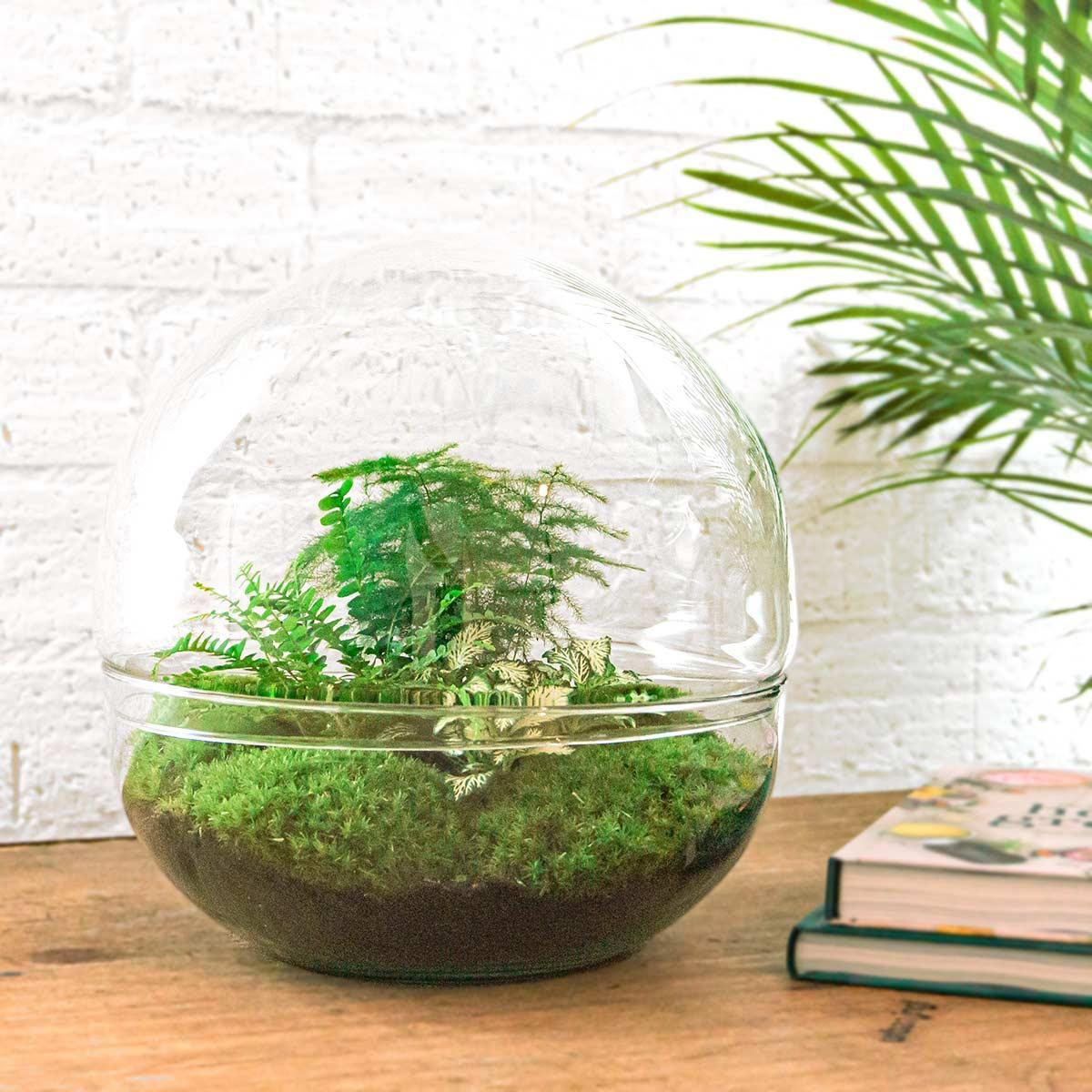 DIY-terrarium - Dome XL - ↕ 30 cm - Normaal