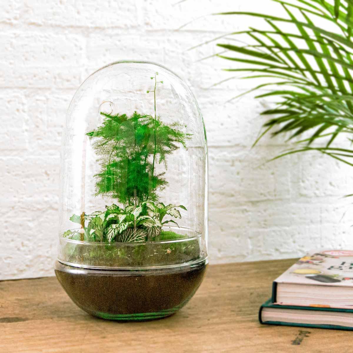 DIY-terrarium - Ei XL - ↕ 30 cm