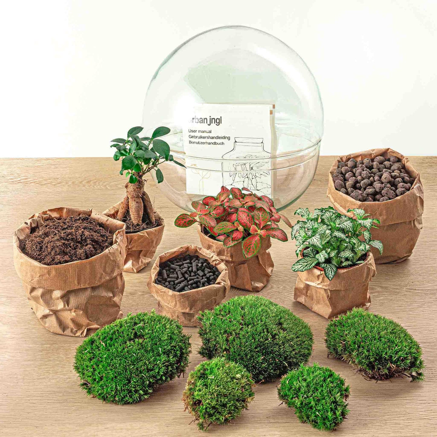 DIY-terrarium - Dome XL - Ficus Ginseng Bonsai - ↕ 30 cm - Normaal