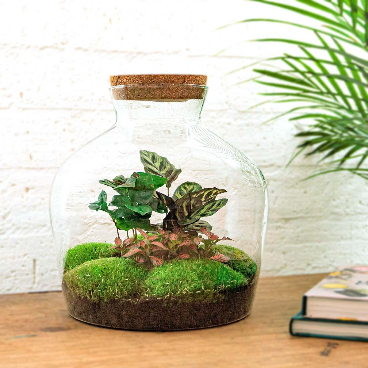 DIY-terrarium - Fat Joe Coffea - ↕ 30 cm - Normaal