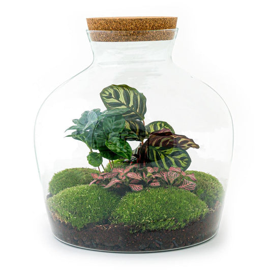 DIY-terrarium - Fat Joe Coffea - ↕ 30 cm - Normaal